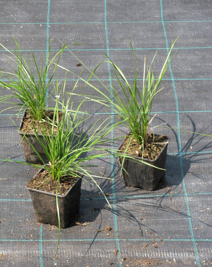 Deschampsia caespitosa 'Pálava'